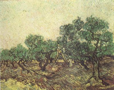 Vincent Van Gogh Olive Picking (nn04)